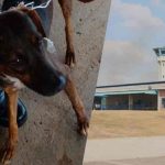 Detectan un «perro mensajero» usado por presos en cárcel de Panamá panama, perro, carcel, delincuencia,