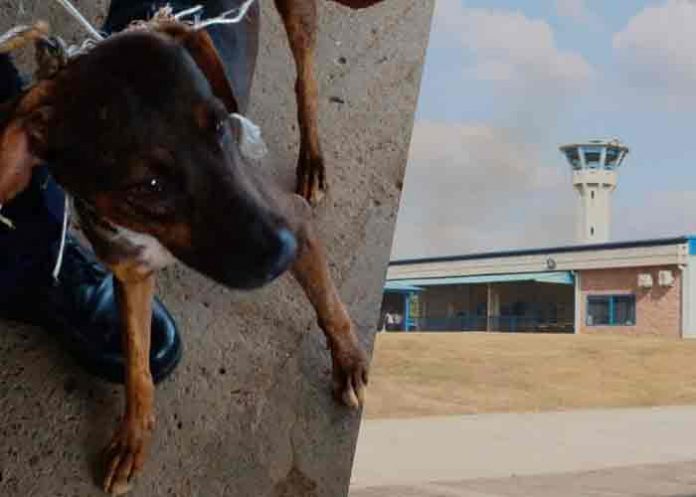 panama, perro, carcel, delincuencia,