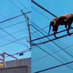 mexico, video, viral, chihuahua, animales, insolito,
