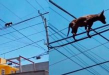 Video: Captan en México a perrito chihuahua caminando sobre cables de luz mexico, video, viral, chihuahua, animales, insolito,