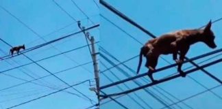 mexico, video, viral, chihuahua, animales, insolito,