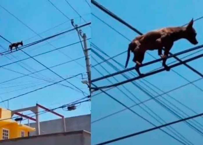 mexico, video, viral, chihuahua, animales, insolito,