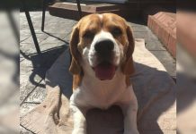 Una mujer encuentra a Donald Trump en la oreja de su perro