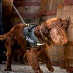 tendencias, perro, control de calidad, whisky