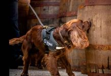 tendencias, perro, control de calidad, whisky