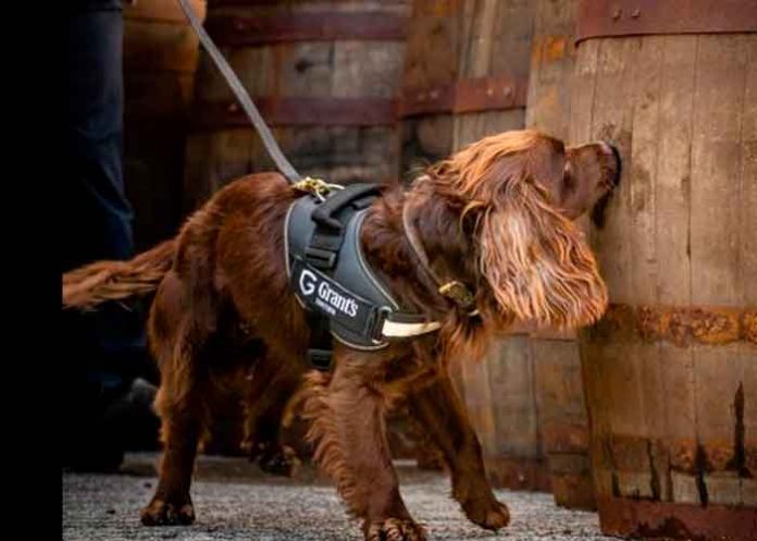 tendencias, perro, control de calidad, whisky