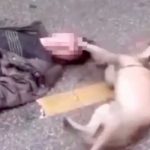 VIDEO: Conmovedor momento en el que un perro trata de despertar a su dueño desmayado en plena calle