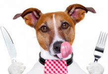 5 alimentos que mejoran la salud de tu perro
