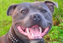 Londres: Perro consumió crack y mató al dueño