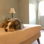 Dormir con tu perrito está bien, según la ciencia