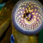 Pez vampiro, California, Océano, ciencia,