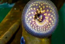 Pez vampiro, California, Océano, ciencia,