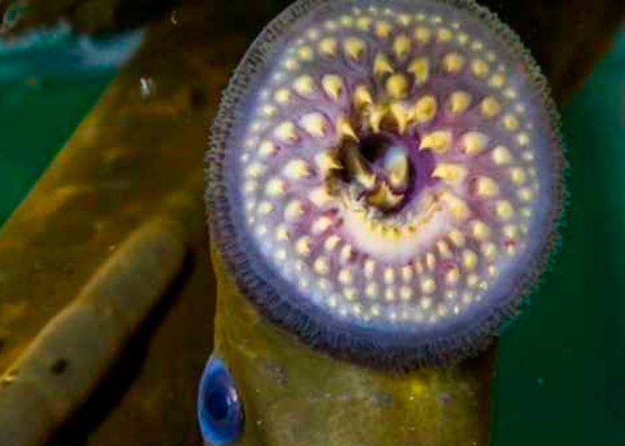 Pez vampiro, California, Océano, ciencia,