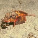 VIDEO: Pez con «patas» deja a los científicos sin palabras