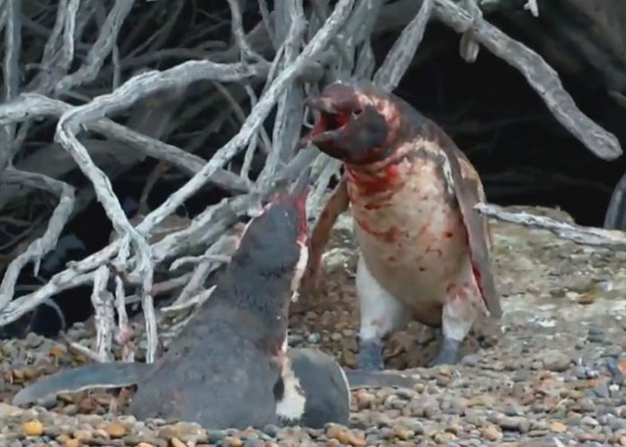 pinguinos