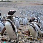 Más de 1 millón de pingüinos llegan a península argentina