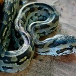 EE.UU.: Encuentran cerca de 100 pitones muertas en la casa de una mujer