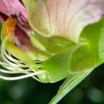 Se descubre que las plantas ‘oyen’ el sonido para encontrar agua