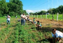 Autoridades sembrarán más de un millón de plantas en León
