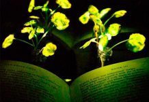 Descubren planta que no hace la fotosíntesis en Japón