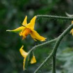 Logran identificar la secuencia genética de las plantas a tiempo real