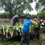 Producción de plátanos en Rivas se va normalizando