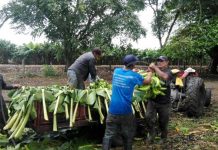 Producción de plátanos en Rivas se va normalizando