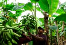 Isla de Ometepe con suficiente producción de plátano