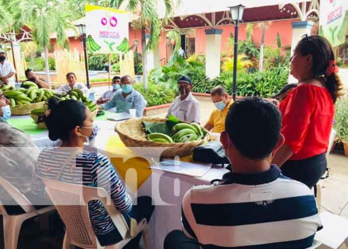 nicaragua, chinandega, platanos, productores,