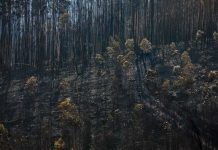 Autoridades dan por controlado el 95 % del incendio de Pedrógao Grande