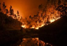 Suben a 62 los muertos en incendio forestal de Portugal