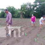 Gobierno de Nicaragua impulsa la producción agrícola de primera en León nicaragua, produccion, leon, siembra, primera,
