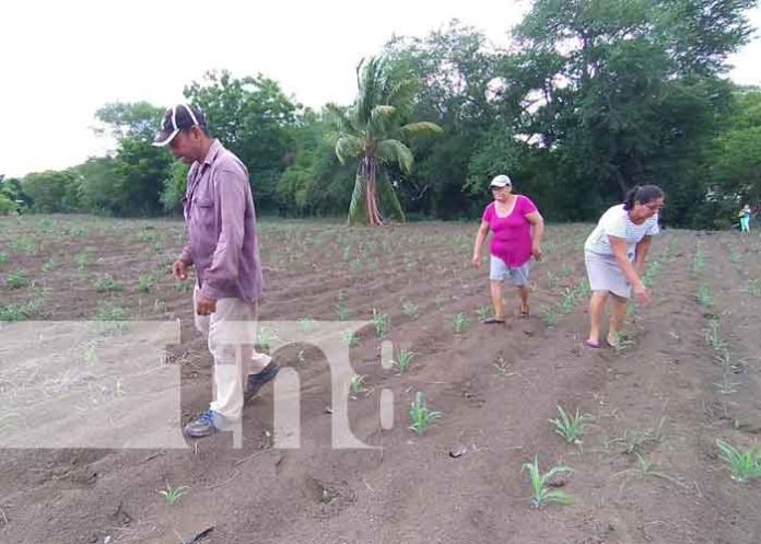 nicaragua, produccion, leon, siembra, primera,