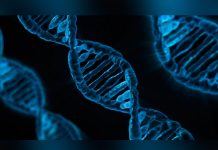 Identifican una proteína clave en la progresión de los tumores
