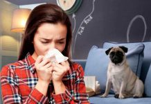 ¿Tienes alergia y no sabes por qué? Quizá sea a tu mascota