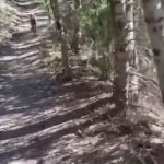 tendencias, puma, persecucion, turista, video,