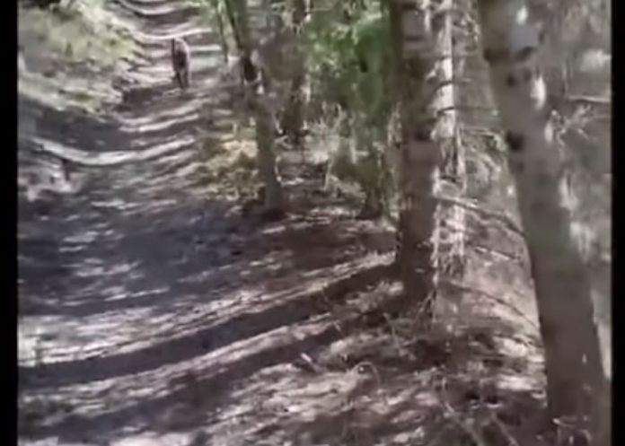 tendencias, puma, persecucion, turista, video,