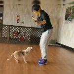 Purin, la perra japonesa que salta la cuerda y rompe los récords Guinness