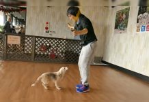 Purin, la perra japonesa que salta la cuerda y rompe los récords Guinness