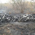 Controlan quema de monte en propiedad privada de Tipitapa