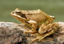 Miles de especies de ranas aparecieron tras el fin de los dinosaurios