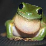 ciencia, rana, islas salomon,