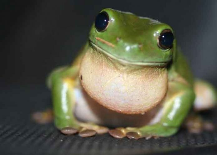 rana ciencia, rana, islas salomon,