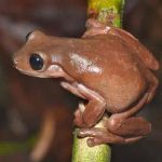 nueva guinea, ciencia, rana de chocolate, nueva especie,