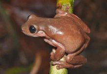 Un dulce nuevo descubrimiento: La rana ‘de chocolate’ en Nueva Guinea nueva guinea, ciencia, rana de chocolate, nueva especie,