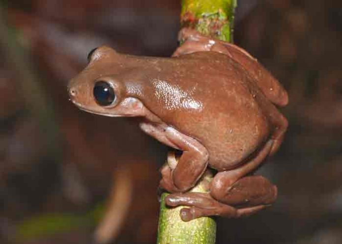 nueva guinea, ciencia, rana de chocolate, nueva especie,
