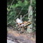 ¿La empaca para llevar? Araña ataca de forma sorprendente a una rana atrapada en su red (VIDEO)