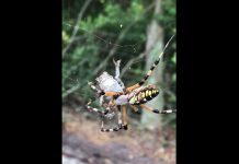 ¿La empaca para llevar? Araña ataca de forma sorprendente a una rana atrapada en su red (VIDEO)
