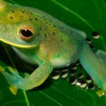 Estudio revela datos sobre el cuido parental de las ranas de cristal