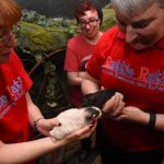 Abre en San Francisco un café temático con ratas